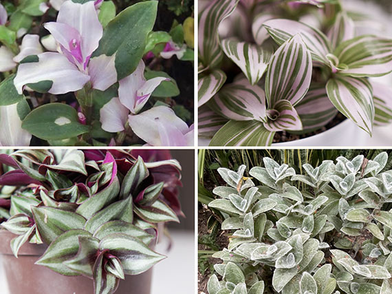 Calidoscopio de tradescantias